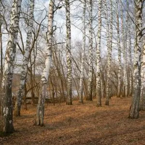 Икша: ранняя весна