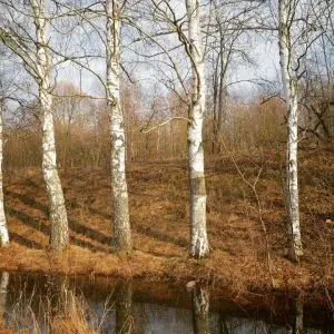 Икша: ранняя весна
