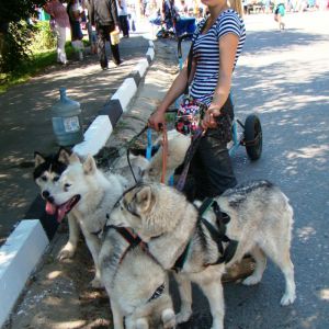 Ездовые собаки в Икше